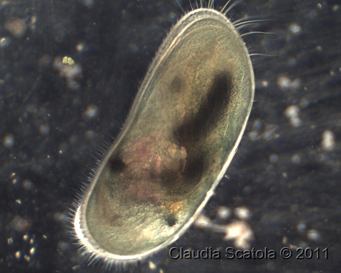 Ostracode